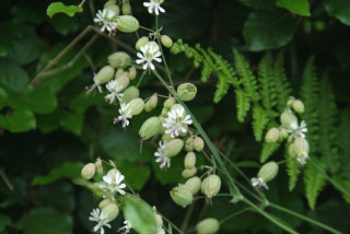 Silene vulgaris Blaassilene bestellen